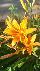 Obraz premium Orange lily flowers, daylily blooming in garden, vibrant summer perennial flowers, close-up of daylily blooms
