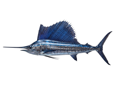 Atlantic Sailfish Ocean Predator with Blue Dorsal Fin Isolated on Black Background for Marine Biology and Sport Fishing Industry