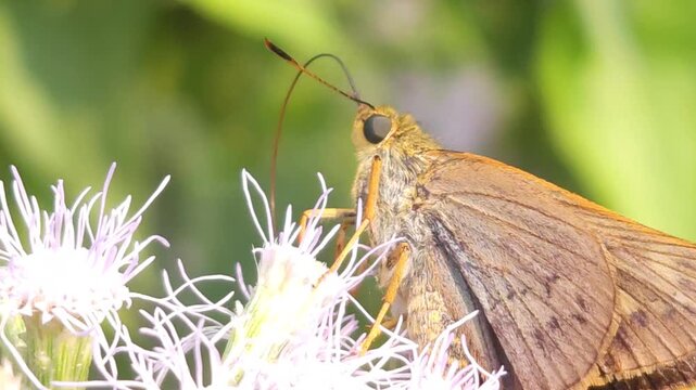 Skipper Butterfly collecting nectar from delicate white wildflowers in its natural habitat. Butterfly's fuzzy body, rapid feeding behavior, long proboscis, and detailed wing patterns under nature