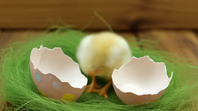 Fluffy yellow chick hatching from pink polka dot eggshell in green nest