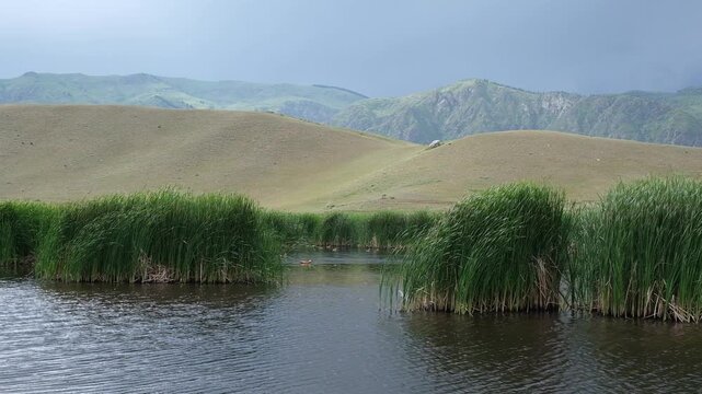 Rain at a marshy mountain lake with ruddy shelducks in Kungei Alatau, Kazakhstan. Scenic nature background for travel, ecology, tourism advertising and editorial editorial content with copy space.