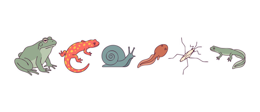 Pond creatures vector set featuring frog, spotted salamander, snail, tadpole, water strider, and newt isolated on white background for school biology education, science clipart graphic illustration.