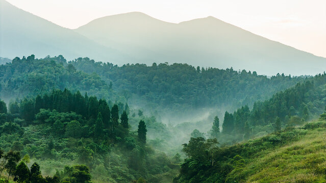 Aerial view of misty forest landscape with lush green trees and rolling mountains under a soft morning light in West Java, Indonesia.