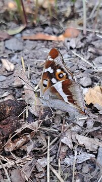 Gro&szlig;er Schillerfalter (Apatura iris) saugt an Kot