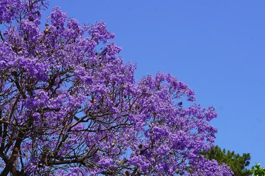 Branches of a blooming jacaranda mimosifolia tree