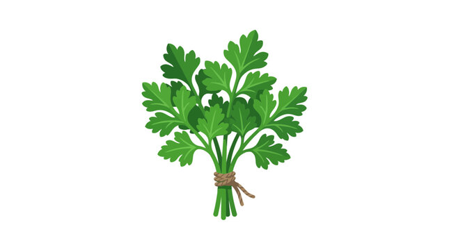 Fresh Green Parsley Bunch Tied With Twine Isolated on White Background