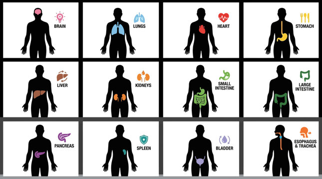 Human Anatomy Organs Chart: Brain, Lungs, Heart, Stomach, Liver, Kidneys, Intestines, Pancreas, Spleen, Bladder, Esophagus