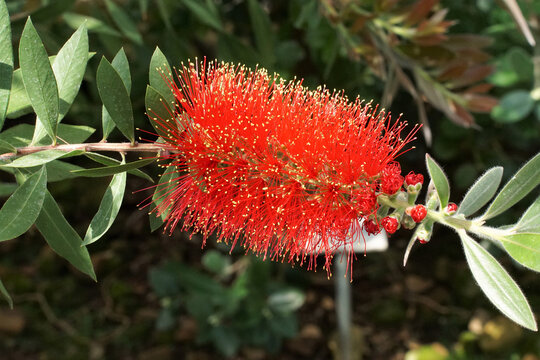 Bl&uuml;te Callistemon citrinus, leuchtend roter Zylinderputzer oder Pfeifenputzer