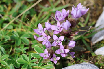 Naklejka premium Alpine field gentian flower blooming