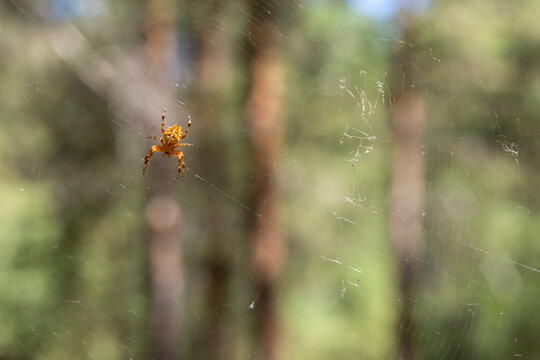 Yellow orb-weaver spider on its web
