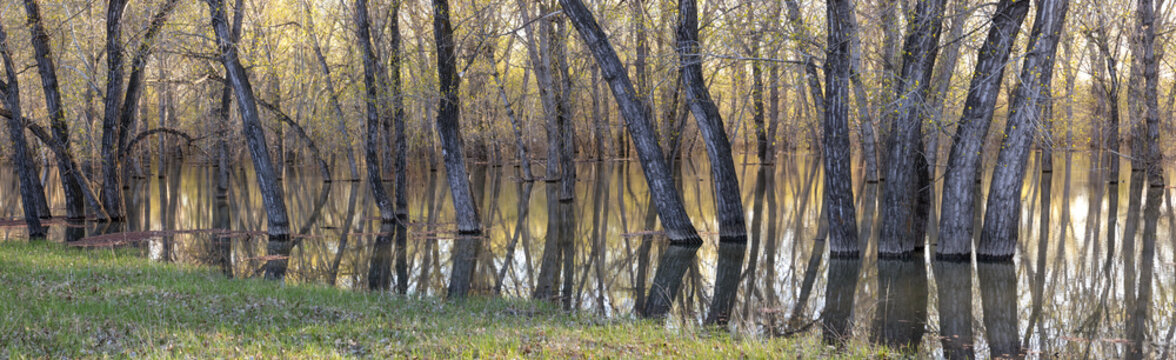 Panoramic view of trees submerged in water
