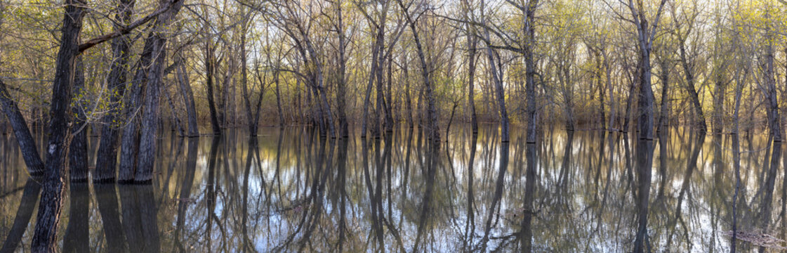 Panoramic view of trees submerged in water
