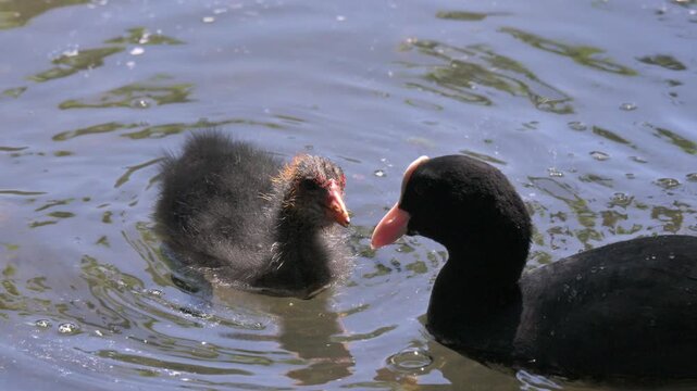Coot (Fulica atra) adult feeding a young chick. June, Kent, UK [Slow motion x4]