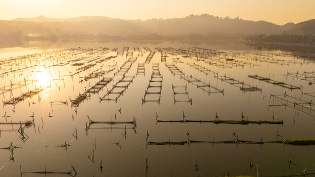 Aerial view of fish farming cages floating on a calm lake during golden hour with soft sunlight reflecting on the water surface in Indonesia.