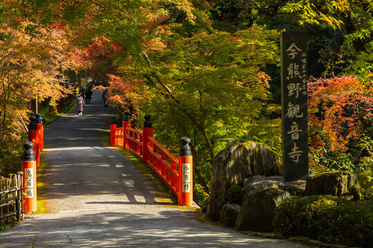 日本の風景・秋　京都　紅葉の今熊野観音寺　鳥居橋