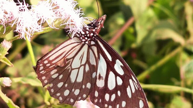 Blue Tiger Butterfly