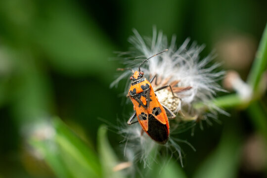 Macro of red and black firebug on seed head
