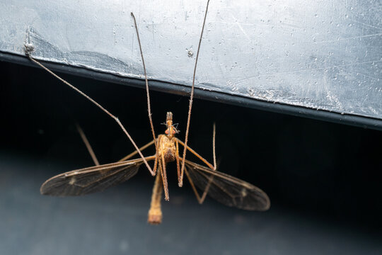 Macro close-up of a crane fly resting beneath a roof edge