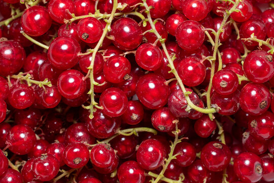 Fresh ripe red currants background