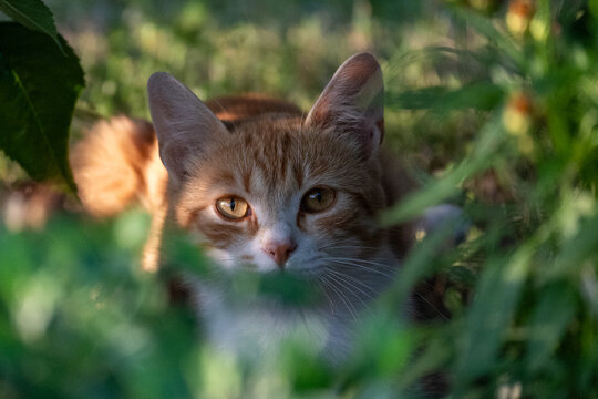 Curious ginger kitten hiding among green leaves in a garden