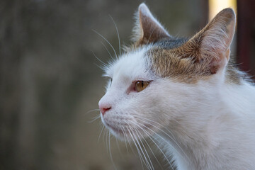Side profile portrait of a white domestic cat with copy space © Daniel