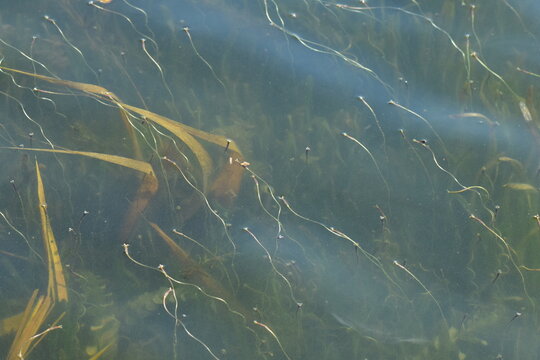 Close-up of algae on the surface of the lake in autumn