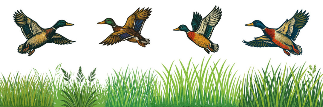 ducks flight, grass, reeds, cattail, flock, instinct, stamp, engraving, impression