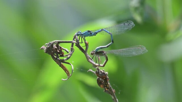 Common Blue Damselflies (Enallagma cyathigerum) pair clasped together, uncoupling after mating. June, Kent, UK [Slow motion x4]