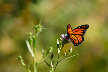 monarch (Danaus plexippus) © Grzegorz