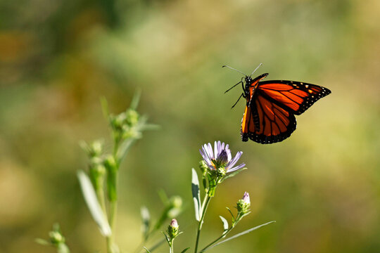 monarch (Danaus plexippus)