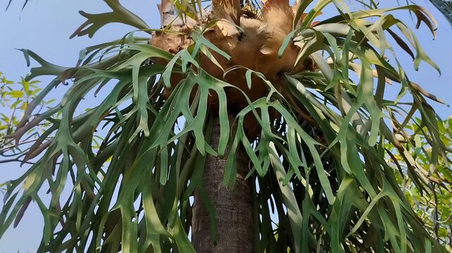 A staghorn fern (Platycerium bifurcatum) attached to a tree