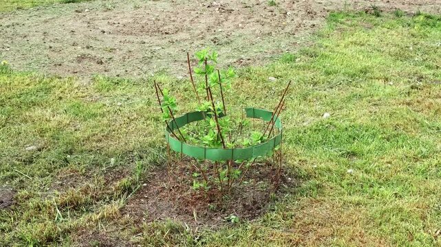 Young sapling protected by a guard growing in a grassy field. Support for bush flowers. High quality 4k footage.