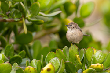 raniuszek amerykański (Psaltriparus minimus) © Grzegorz