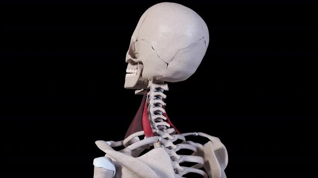 Scalene Posterior Muscle Movement