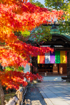 日本の風景・秋　京都　紅葉の智積院　講堂