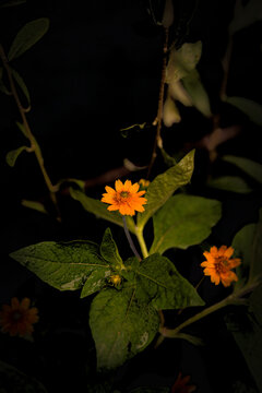 Beautiful small yellow flower blooming with dark moody background. Low key nature photography.