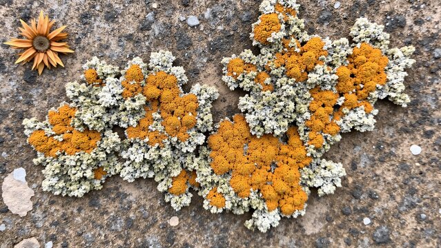Bright orange lichen growing on cracked grey rock surface 
