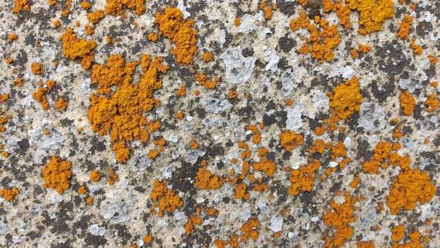 Bright orange lichen growing on cracked grey rock surface 