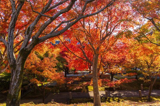 日本の風景・秋　京都　紅葉の智積院