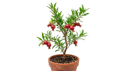 Fototapeta premium Dwarf pomegranate bonsai tree with ripe red fruit, indoor potted Punica granatum plant, decorative Mediterranean fruit tree in terracotta pot isolated PNG with Transparent Background
