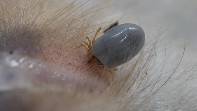 Dog Tick Parasite Close Up and Lyme Disease Risk Concept