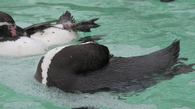 Humboldt Penguins (Spheniscus humboldti) in closeup, preening their feathers. Captive - UK [Slow motion x4]	