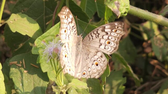 Grey Pansy Butterfly Resting on Green Leaf in Natural Habitat, Butterfly Macro Close Up, Tropical Wildlife, Detailed Wings, Garden Insect, 4K Cinematic Nature Footage