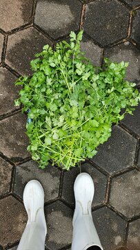 fresh green coriander
