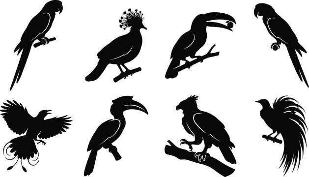 Vector collection of tropical bird silhouettes featuring macaw parrot toucan hornbill and birds of paradise