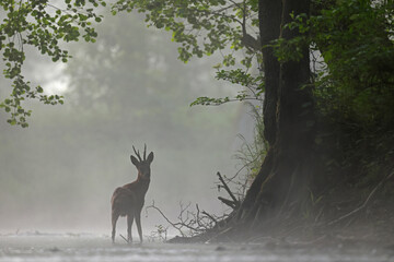 Sarna europejska (Capreolus capreolus) roe deer © Bartosz Rakoczy
