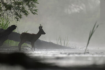 Sarna europejska (Capreolus capreolus) roe deer © Bartosz Rakoczy