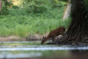 Sarna europejska (Capreolus capreolus) roe deer © Bartosz Rakoczy