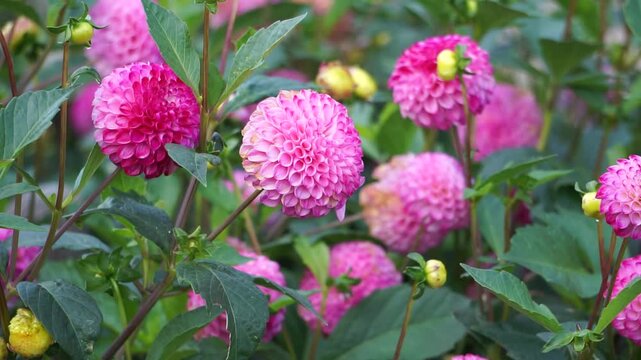 Sommer im Dahliengarten - pinkfarbene Bl&uuml;ten der Pompondahlie