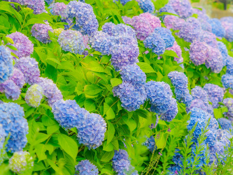 虹色の花を水色とピンクの花が取り囲んだカラフルなお花の壁のような花畑。群生が続く奥行きのある構図。梅雨から初夏の公園や花壇を彩るアジサイのある風景。